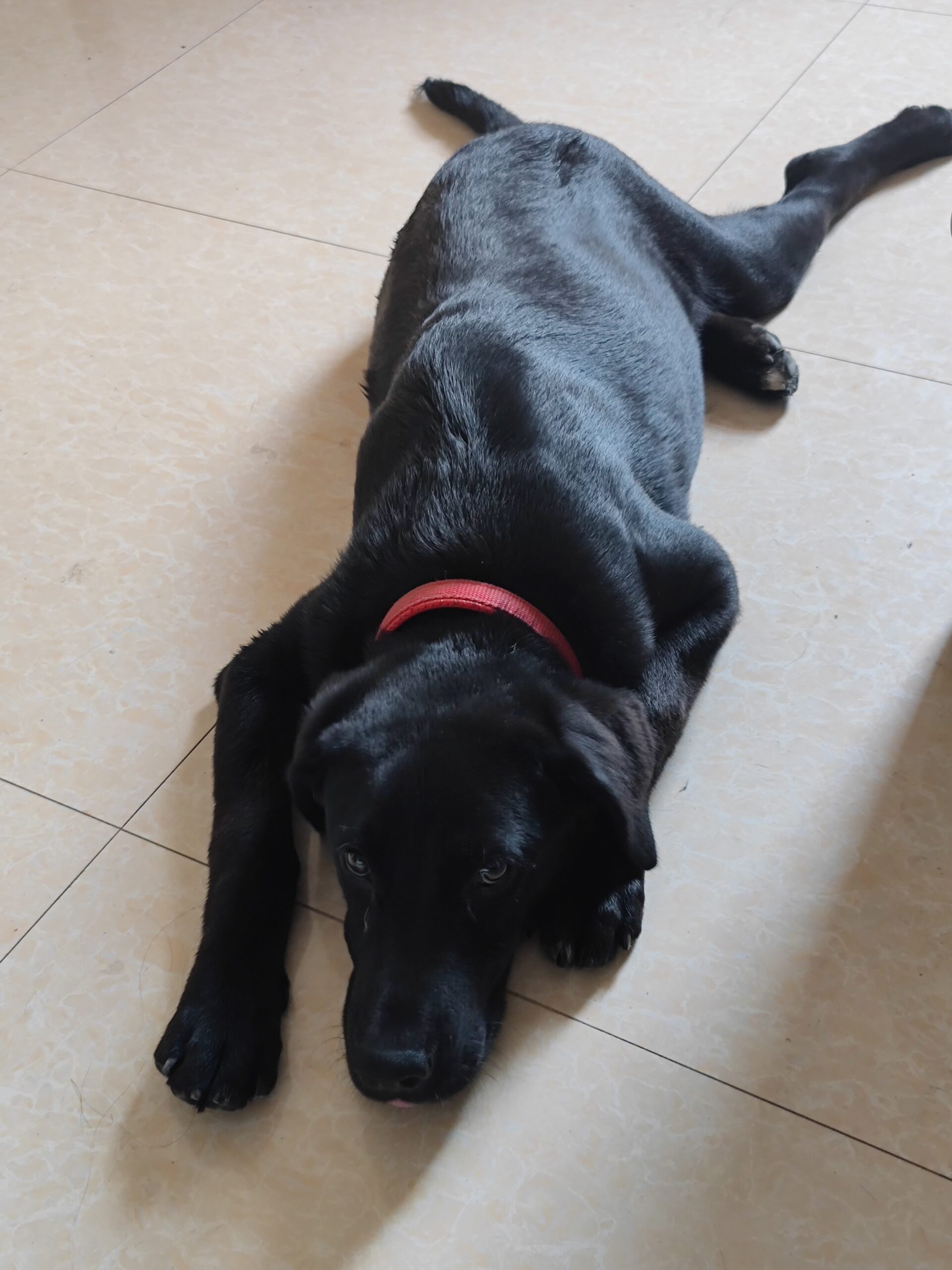 我的狗子，它叫做:煤球